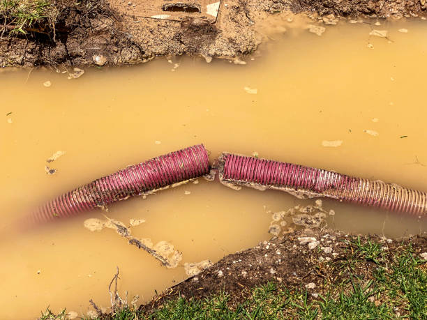 Best Mold removal after water damage  in Poncha Springs, CO